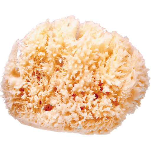 immagine-1-spugna-naturale-jane-2-pz-ean-8420421401033