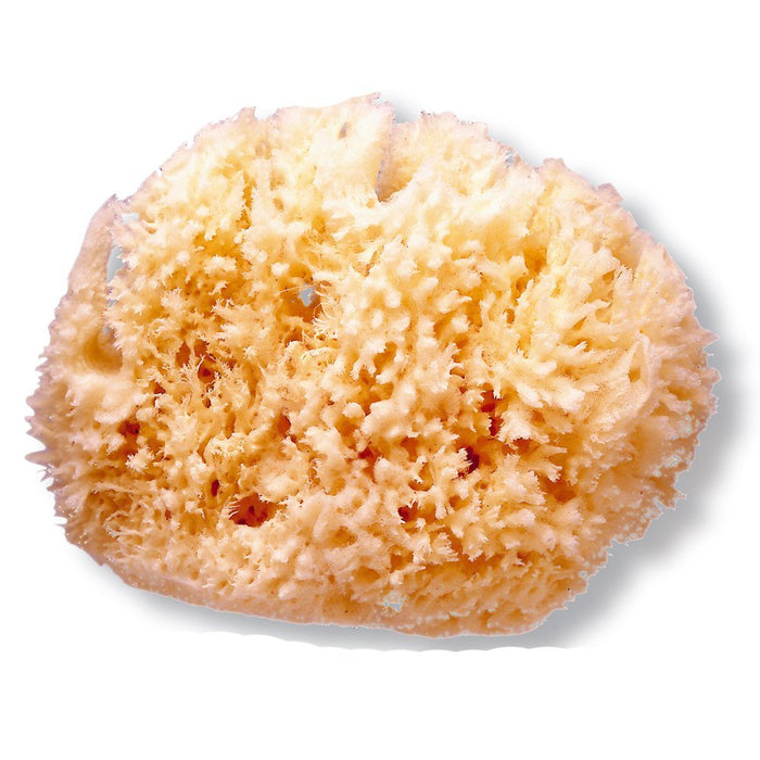 immagine-1-spugna-naturale-suavinex-media-ean-8426420500159